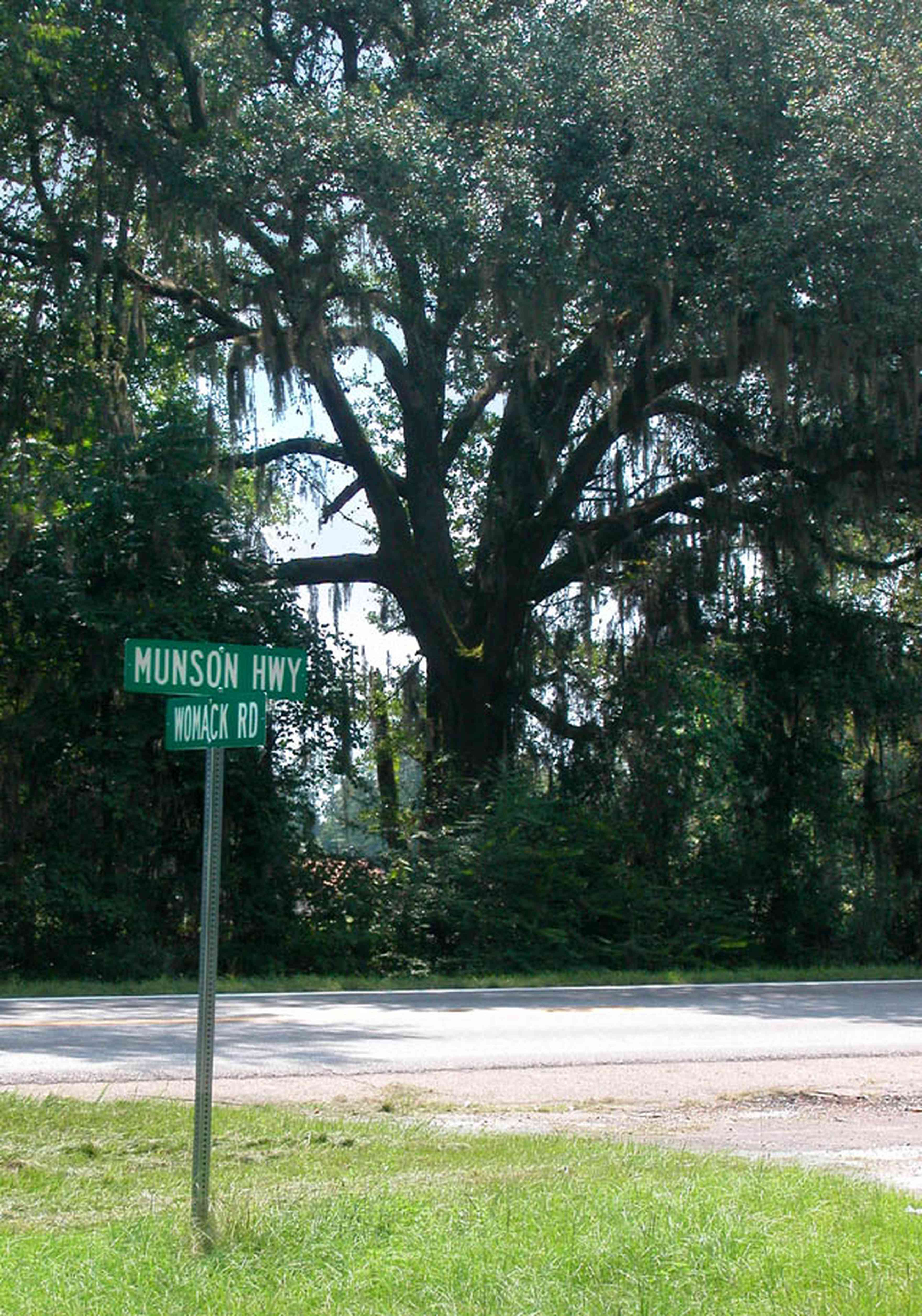 Milton:-Womack-Road_01.jpg:  oak tree, spanish moss, country road, two-lane road, farmland, back country