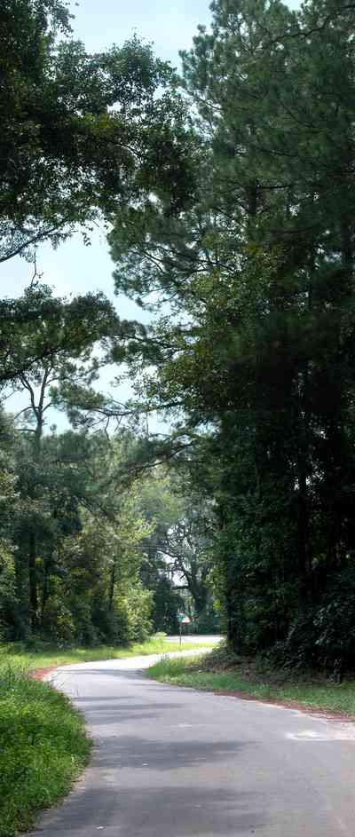 Milton:-Womack-Road_01b.jpg:  oak trees, pine trees, two-lane road, country road, oak tree