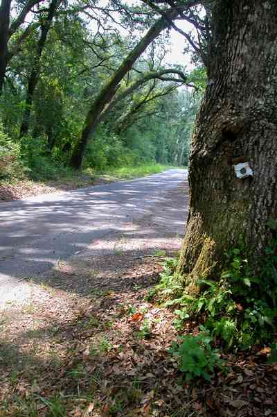 Milton:-Womack-Road_03.jpg:  oak tree, winding road, country road, forest