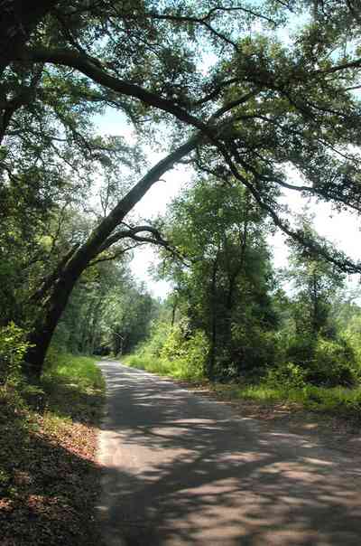 Milton:-Womack-Road_04.jpg:  oak tree, narrow road, country road, two-lane road