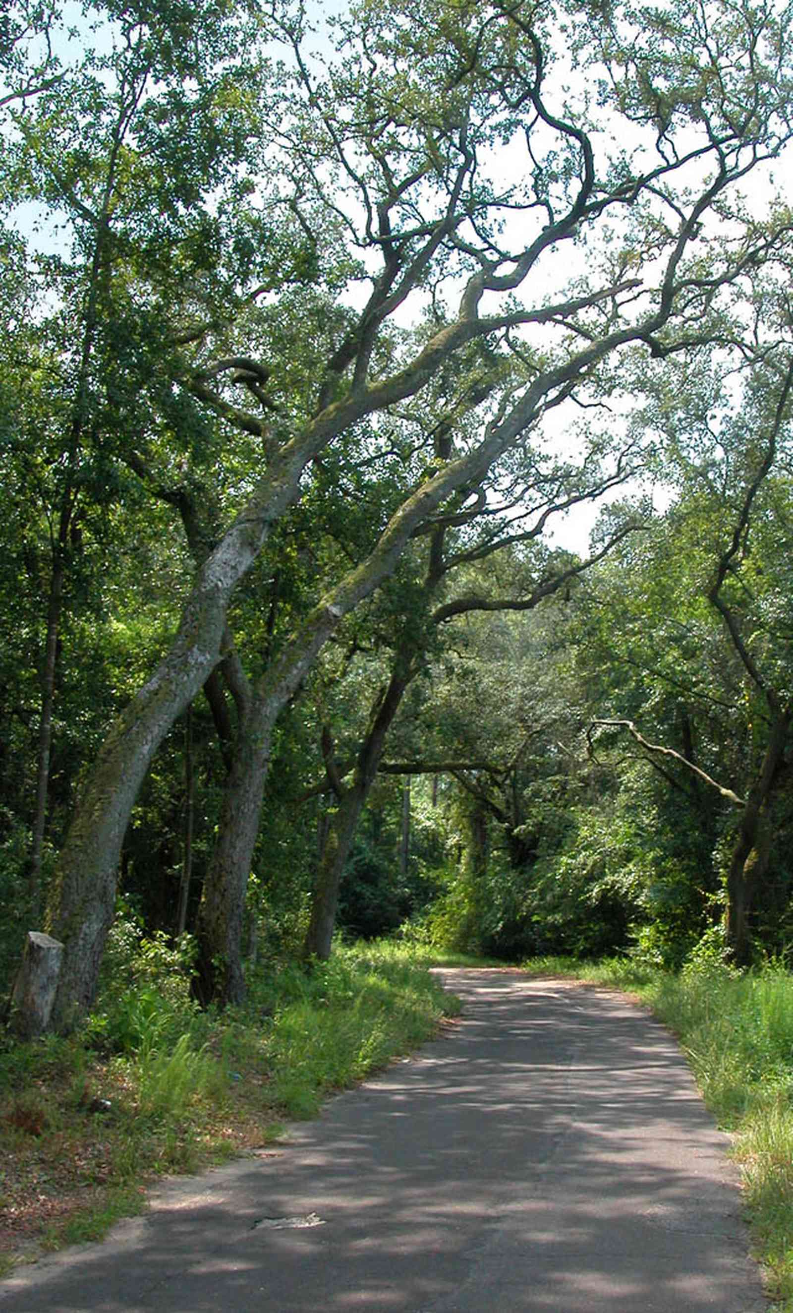 Milton:-Womack-Road_05.jpg:  oak trees, narrow road, country road, forest, oak tree, 