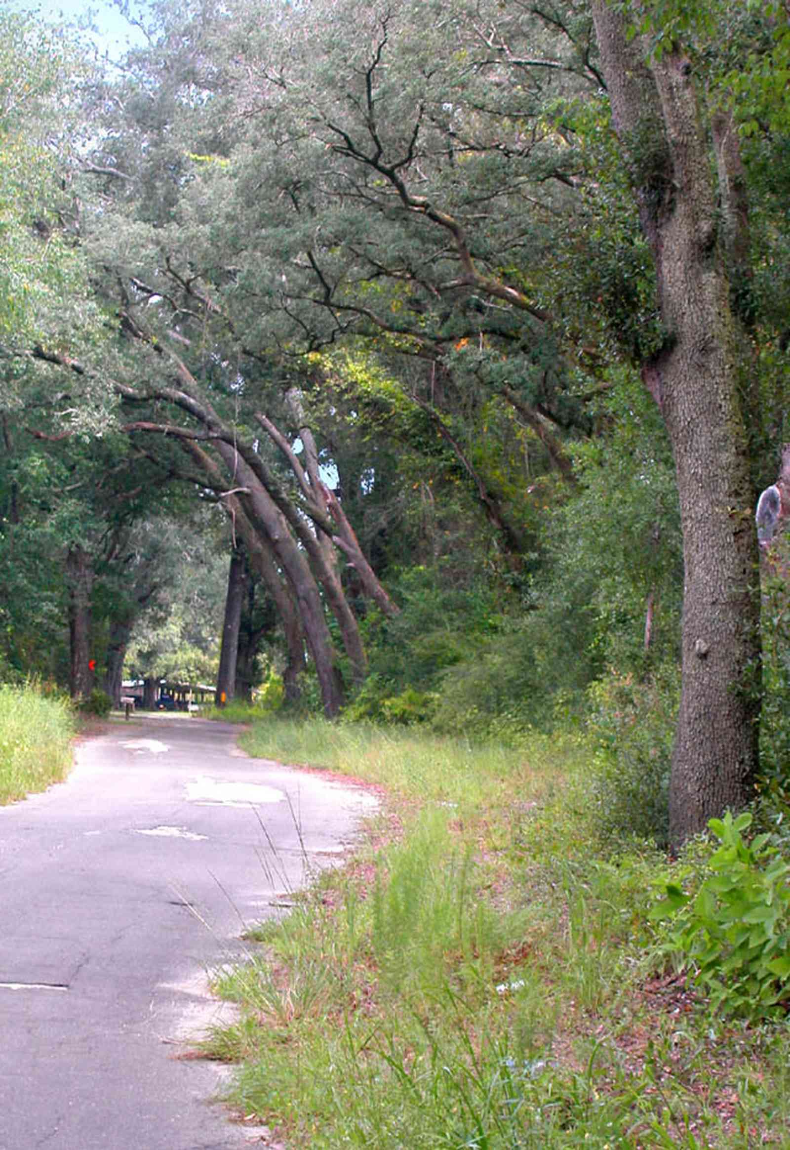 Milton:-Womack-Road_06.jpg:  forest, oak trees, spanish moss, country road, two-lane road