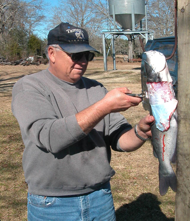 Photos tagged skinning catfish at Film North Florida