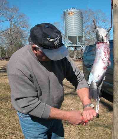 Oak-Grove:-Carpenters-Catfish-Farm_10.jpg:  skinning catfish, cleaning catfish, silo, catfish farm, farmer