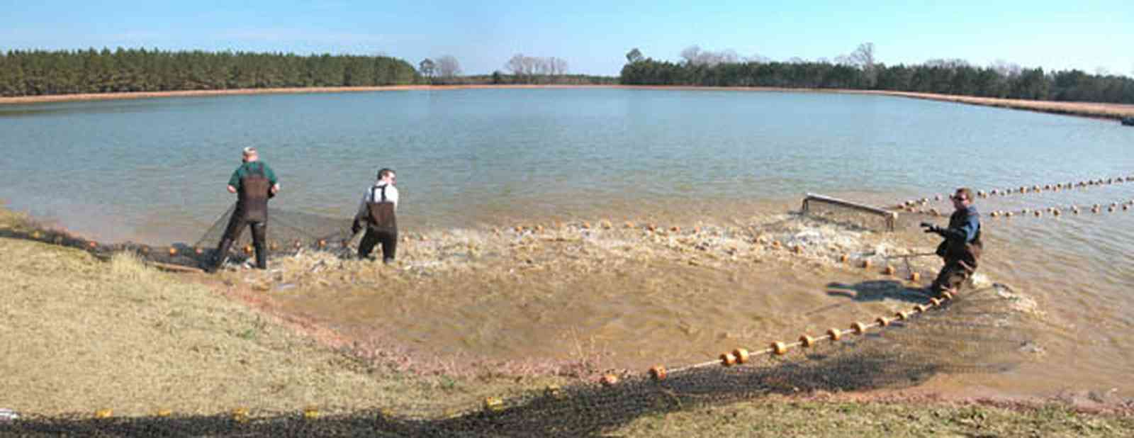 Oak-Grove:-Carpenters-Catfish-Farm_18d.jpg:  catfish pond, catfish harvest, seine, net