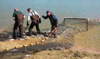 Oak-Grove:-Carpenters-Catfish-Farm_18e.jpg:  catfish pond, catfish harvest, seine, net