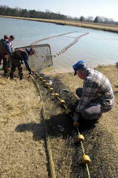 Oak-Grove:-Carpenters-Catfish-Farm_18g.jpg:  catfish pond, catfish harvest, seine, net