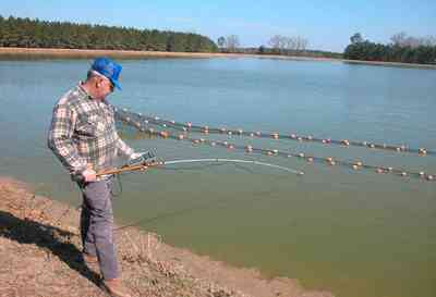 Oak-Grove:-Carpenters-Catfish-Farm_19.jpg:  catfish pond, catfish harvest, seine, net