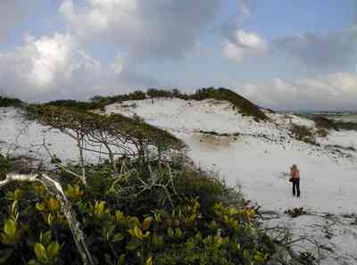 Pensacola-Beach:-Dunes_10.jpg:  santa rosa island, gulf of mexico, gulf islands national seashore, escambia county, cumulus clouds, beach, sand dunes, emerald coast, , 