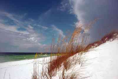 seaoatdunes+web.jpg:  sea oats, surf, dune, beach, santa rosa island, beach
