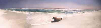 Pensacola-Beach:-Waterfront_000.jpg:  gulf coast, beach, dunes, dog, wave, seashore, surf, gulf of mexico, sugar sand, dune