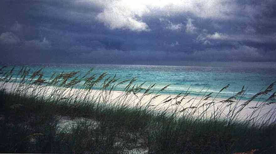 Pensacola-Beach:-Waterfront_13.jpg:  sea oats, dunes, beach, seashore, cumulus clouds, gulf of mexico, dune, quartz crystal sand, 
