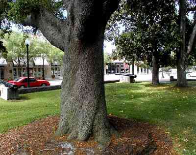Pensacola:-Palafox-Historic-District:-Ferdinand-Plaza_07.jpg:  town square, plaza, obelisk, stone wall, oak trees, magnolia trees, historic district, courthouse, jackson's restaurant, empire building