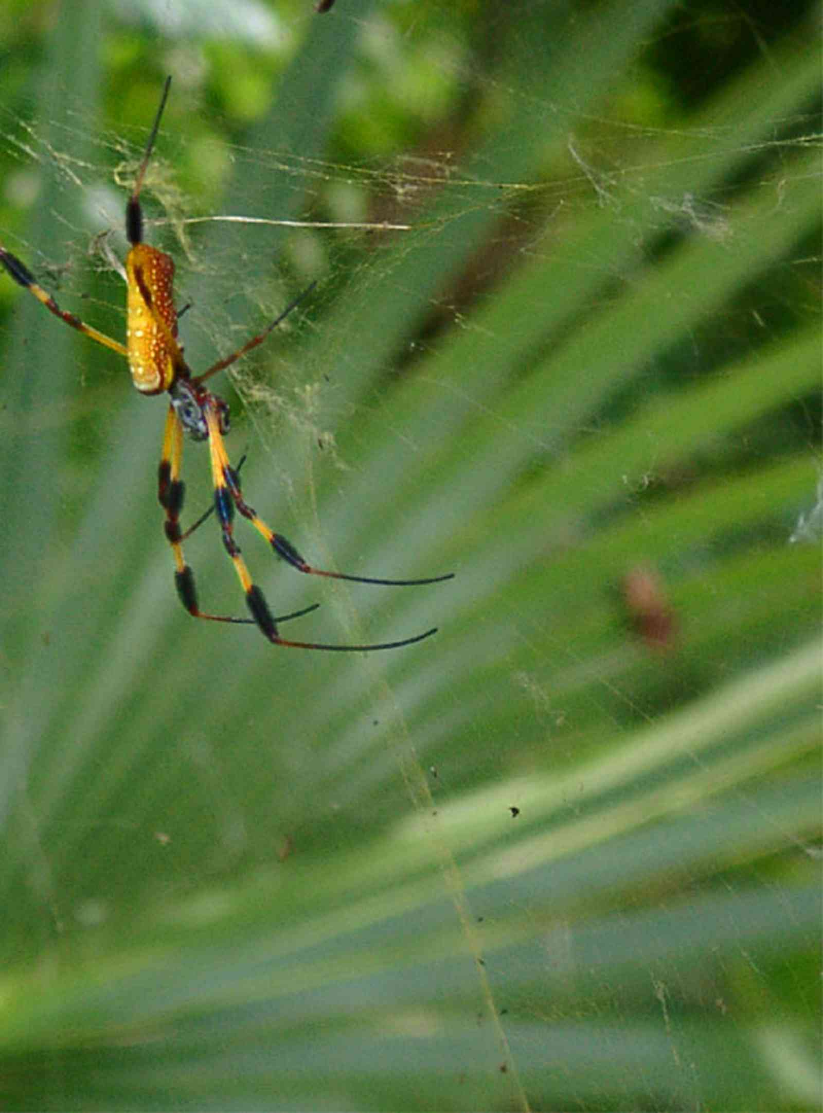 Pensacola:-Seville-Historic-District:-249-East-Intendencia-Street_10.jpg:  garden spider, saw palmetto, backyard, historic district