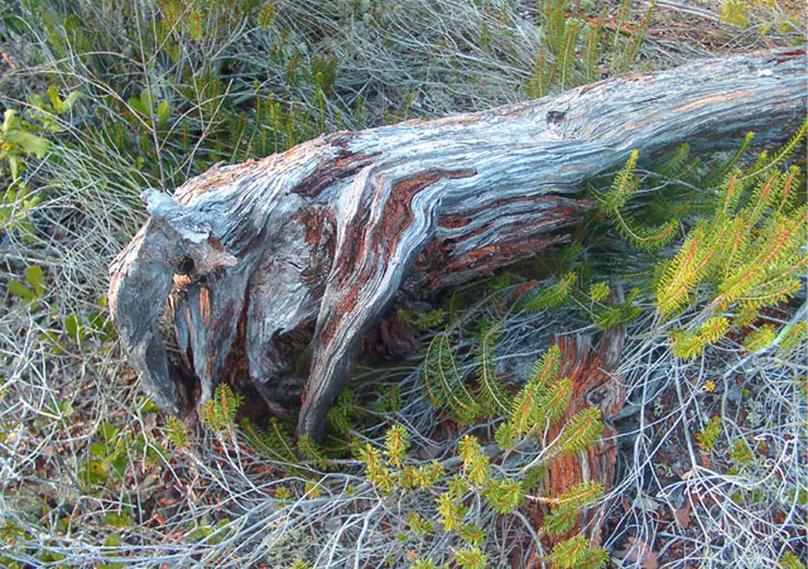 Perdido-Key:-Pine-Barrens_07.jpg:  pine stump, florida rosemary