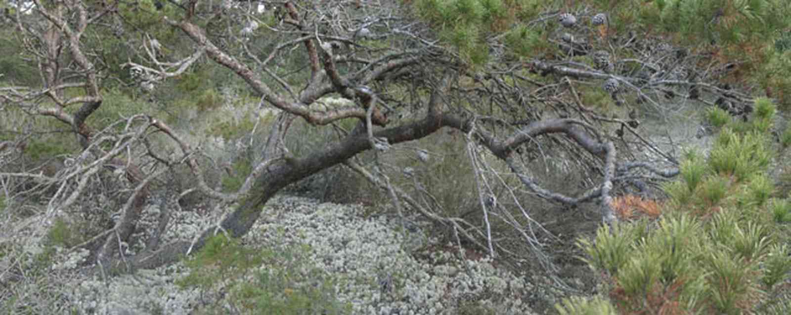 Perdido-Key:-Pine-Barrens_29.jpg:  lichens, myrtle oak, scrub pine trees, sand scrub forest