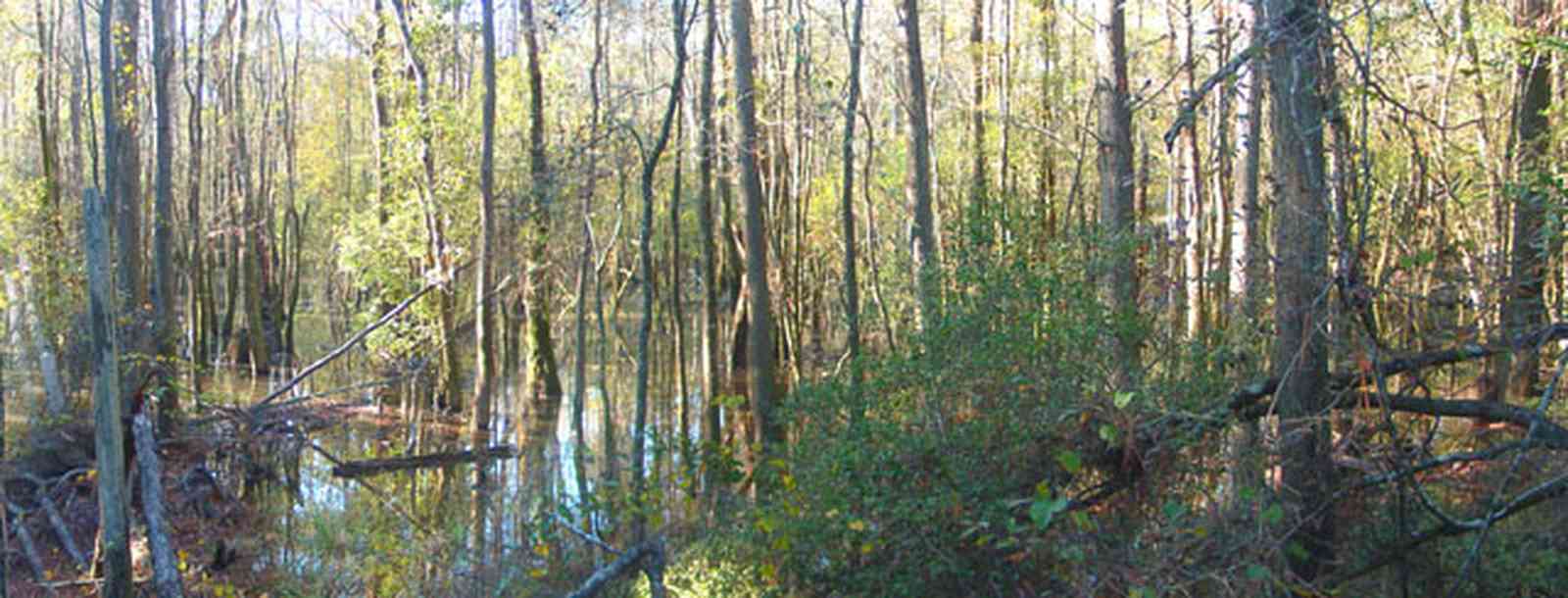 Perdido-Key:-Riverwalk_05.jpg:  swamp, boardwalk, cypress trees, bog
