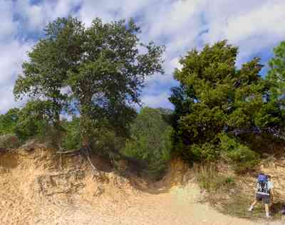 Scenic-Highway:-Bay-Bluffs-Park_05.jpg:  clay bluffs, oak tree, cedar tree, sandy beach, escambia bay