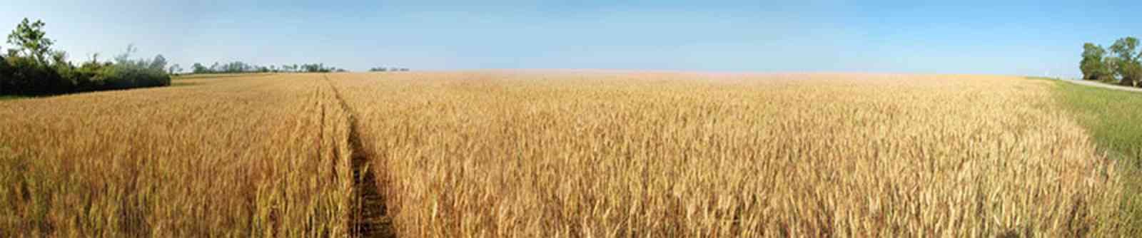 04-27-06+Wenger+Wheat+Field_03+WEB.jpg:  crop rotation, animal feed, field grain, 