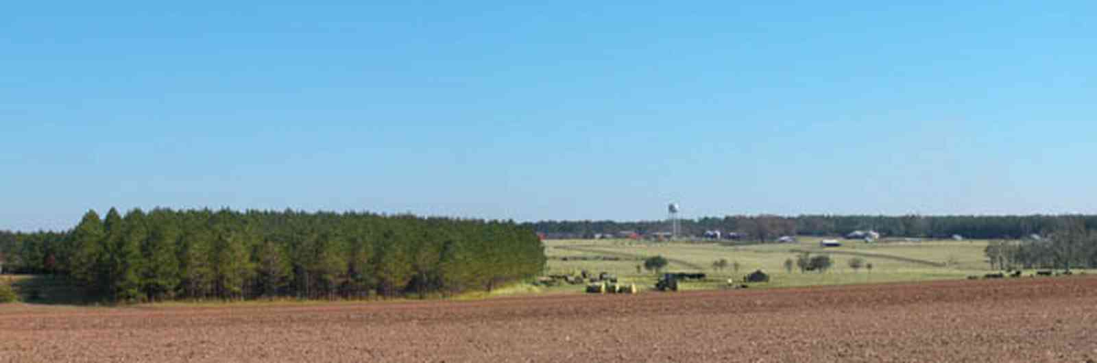 Walnut-Hill:-Cunningham-Farm_00.jpg:  pine trees, cows, hay bales, water tower, farmland, farm, beef cattle, rolling hills, 