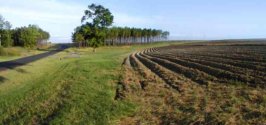 Walnut-Hill:-Gobbler-Road_01.jpg:  field, farmland, farmer, pine trees, curving road, planting, harvest