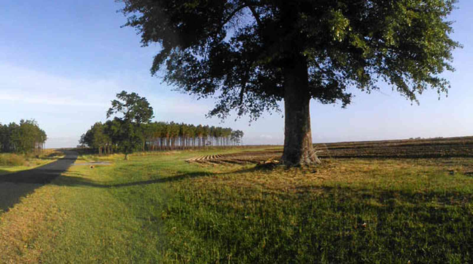 Walnut-Hill:-Gobbler-Road_02.jpg:  field, farmland, farmer, pine trees, curving road, planting, harvest