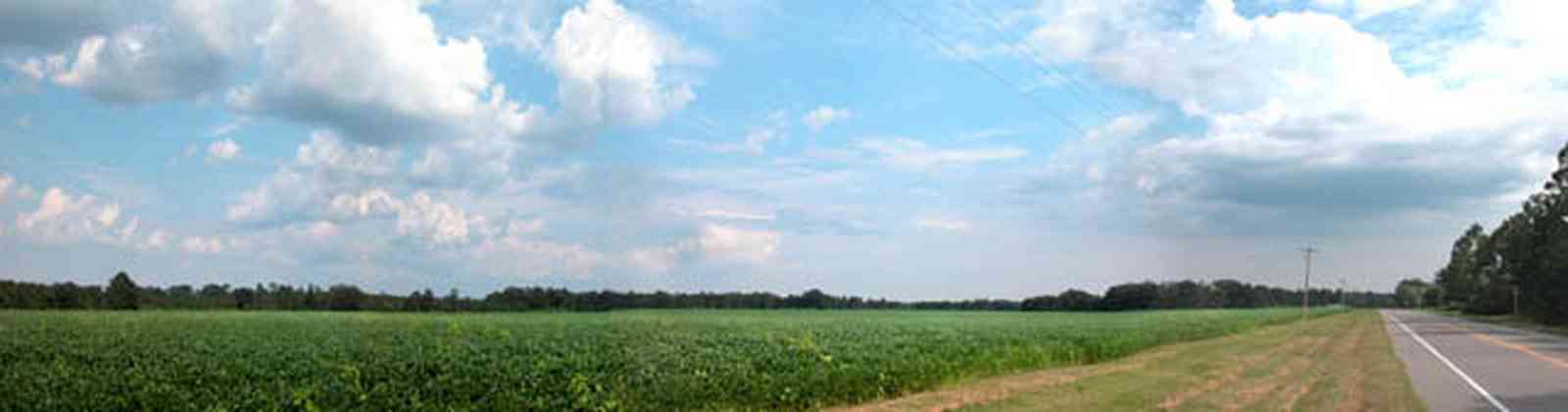 Walnut-Hill:-Highway-97-Soybean-Field_05.jpg:  crop, farmland, farmer, soybeans, crop rows, country road, highway, telephone line