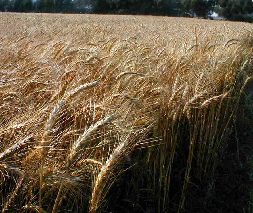 Walnut-Hill:-Hwy-99-Wheat-Farm_01.jpg:  winter wheat, wheat field, farmland, pecan tree, midwest
