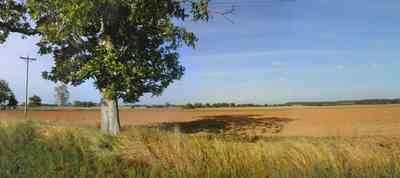 Walnut-Hill:-Hwy-99-Wheat-Farm_02.jpg:  winter wheat, wheat field, farmland, pecan tree, midwest