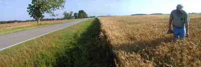 Walnut-Hill:-Hwy-99-Wheat-Farm_03.jpg:  winter wheat, wheat field, farmland, pecan tree, midwest
