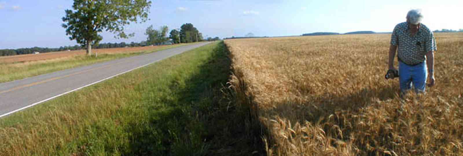 Walnut-Hill:-Hwy-99-Wheat-Farm_03.jpg:  winter wheat, wheat field, farmland, pecan tree, midwest