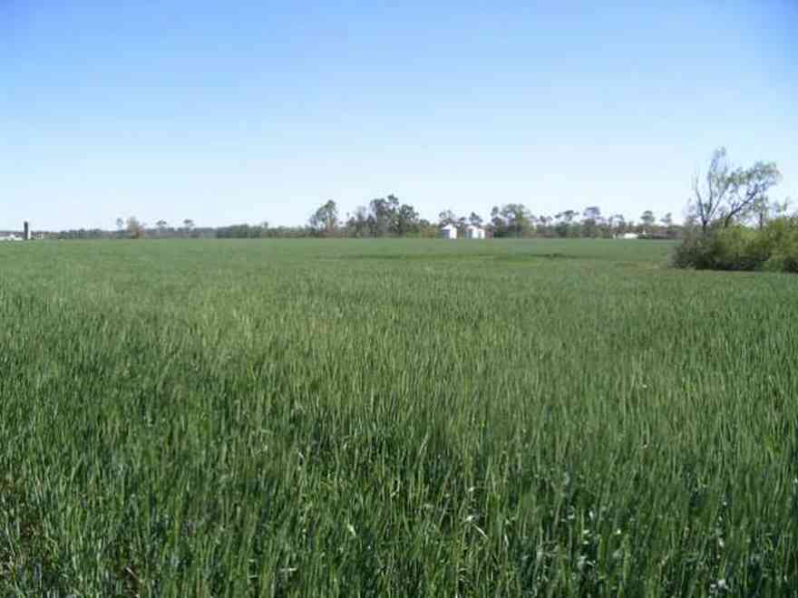 Walnut-Hill:-Kansas-Road-Wheat_03.jpg:  wheat, farm, farms, walnut hill, march, grains, rural, mennonite
