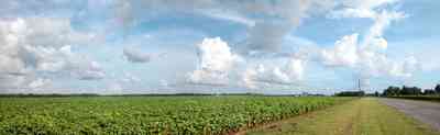 Walnut-Hill:-Kansas-Road_04.jpg:  cotton field, planting, soil, farmer, farmland, boil weavil, country road, silo, cumulus cloud, 