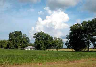 Walnut-Hill:-Kansas-Road_05.jpg:  oak trees, water oaks, pecan trees, cotton plants, cotton fields, farmland, country road, 