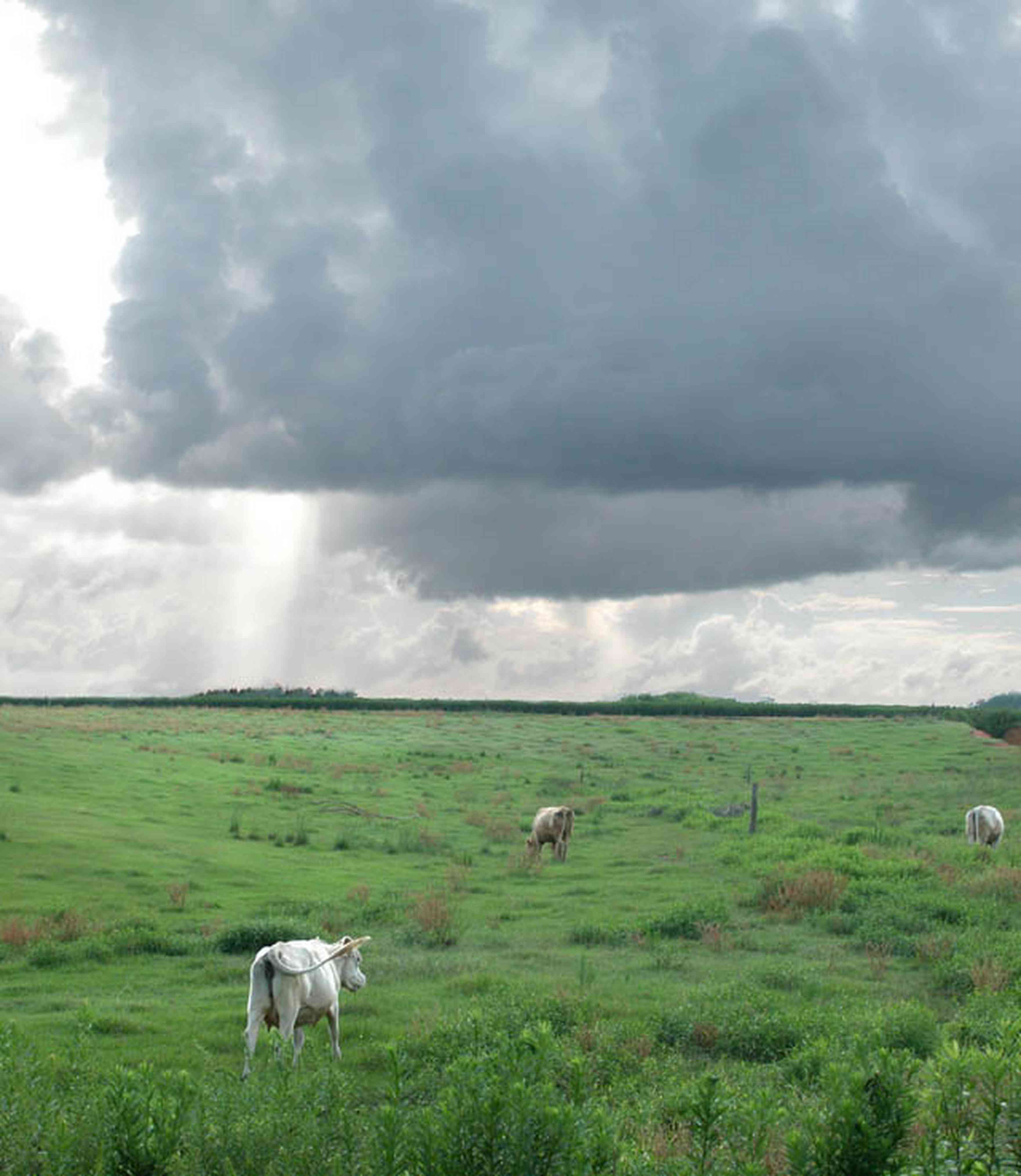 Walnut-Hill:-Kansas-Road:-Dairy-Farm-2_01.jpg:  dairy cows, pasture land, country road, dairy farm, cumulus clouds, storm, menonite farm