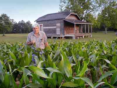 Walnut-Hill:-School_11.jpg:  corn field, farmland, log cabin, one-room school house, pecan orchard, farmer, feed corn, seed corn, silage, sweet corn, farmer dave