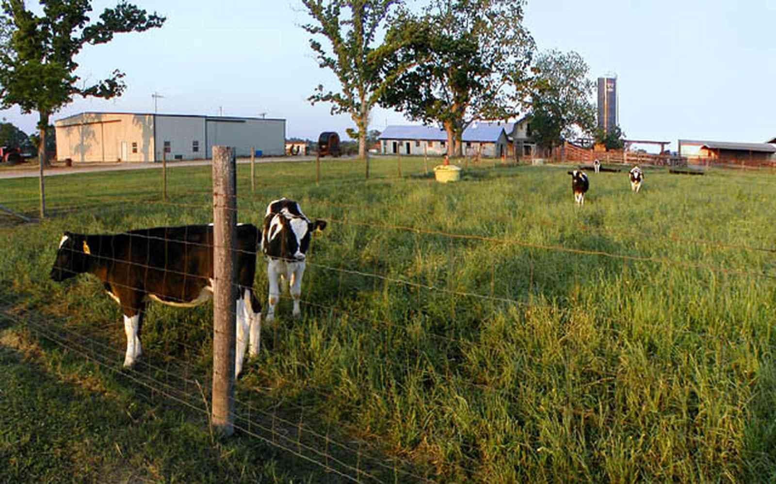 Walnut-Hill:-VanPelt-Farm_01.jpg:  dairy, heifer, calf, silo, corn, silage, corn field, farmland, pasture, black angus, barn, farm escambia county, oak tree