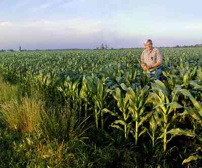 Walnut-Hill:-VanPelt-Farm_02.jpg:  dairy, heifer, calf, silo, corn, silage, corn field, farmland, pasture, black angus, barn, farm escambia county, oak tree, Farm