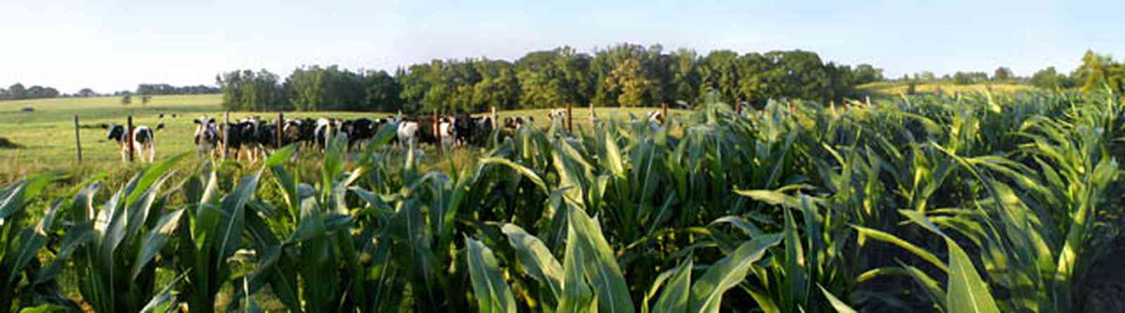 Walnut-Hill:-VanPelt-Farm_03.jpg:  dairy, heifer, calf, silo, corn, silage, corn field, farmland, pasture, black angus, barn, farm escambia county, oak tree
