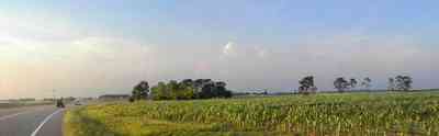 Walnut-Hill:-VanPelt-Farm_04.jpg:  dairy, heifer, calf, silo, corn, silage, corn field, farmland, pasture, black angus, barn, farm escambia county, oak tree