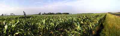 Walnut-Hill:-VanPelt-Farm_05.jpg:  dairy, heifer, calf, silo, corn, silage, corn field, farmland, pasture, black angus, barn, farm escambia county, oak tree