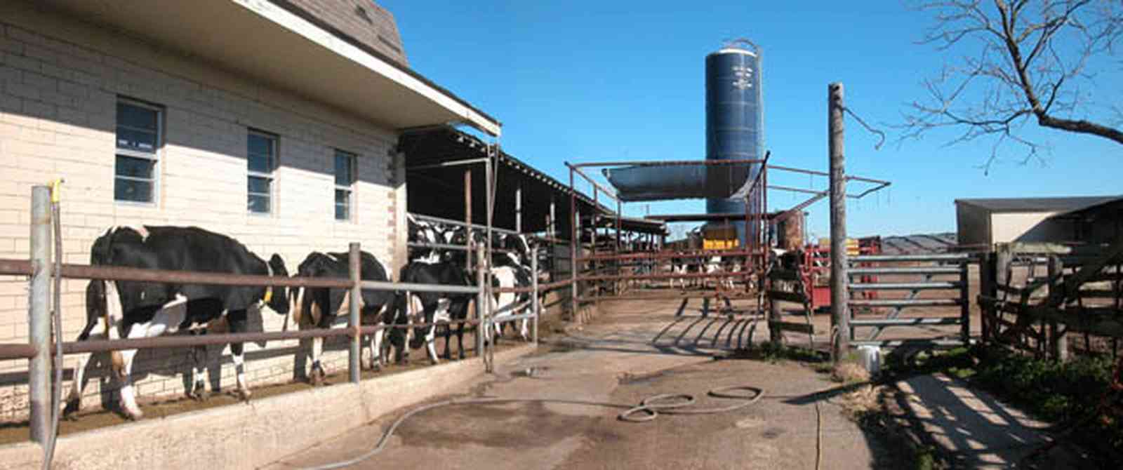 Walnut-Hill:-VanPelt-Farm_08.jpg:  dairy farm, heifer barn, milking barn, corral, fence, holstein cows, silo, farmer, farmland
