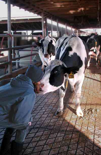 Walnut-Hill:-VanPelt-Farm_13.jpg:  dairy farm, heifer barn, milking barn, corral, fence, holstein cows, dairy cows, cow kiss, farmer, farmland