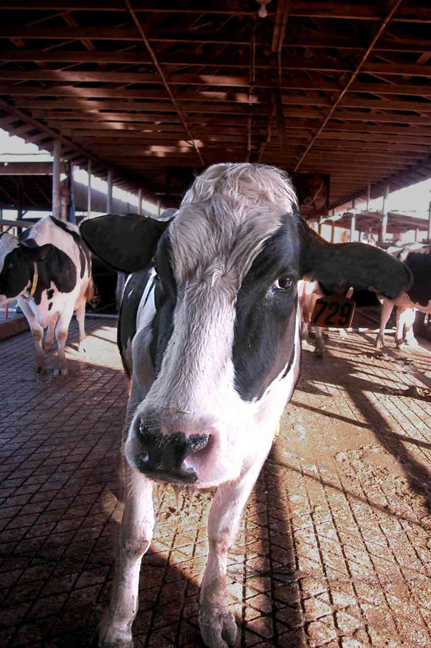 Walnut-Hill:-VanPelt-Farm_14.jpg:  dairy farm, heifer barn, milking barn, corral, fence, farmer, farmland, holstein cow