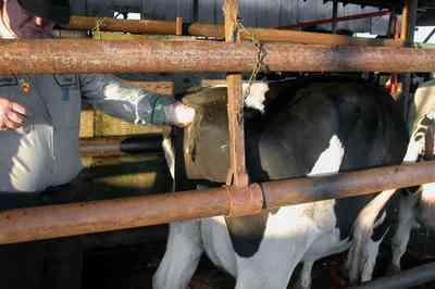 Walnut-Hill:-VanPelt-Farm_17.jpg:  dairy farm, heifer barn, milking barn, corral, fence, farmer, farmland, artificial insemination