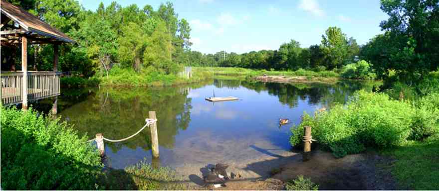 Warrington:-Maggies-Ditch_01.jpg:  bayou, creek, lake, pond, wildlife refugee, duck, willow tree