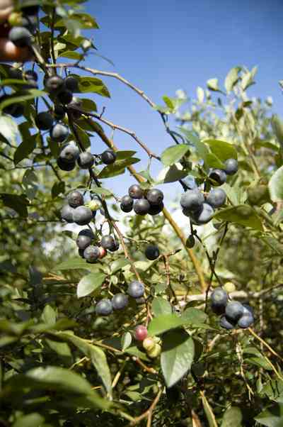 07_26_07+Blueberries_03+WEB.jpg:  farm, blueberries, crop, escambia county, 