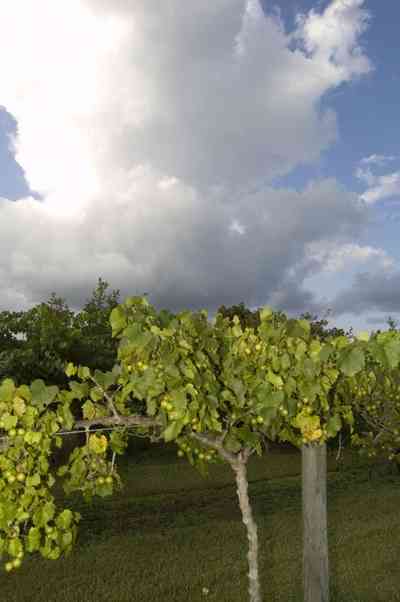 grapes_01.jpg:  muscadine grapes, arbor, irrigation, wine, jelly, , 