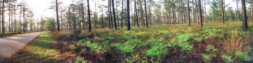 Blackwater-River-State-Park:-Pine-Forest_01.jpg:  ferns, long-leaf pines, park, two-lane road, curving road, hilly road