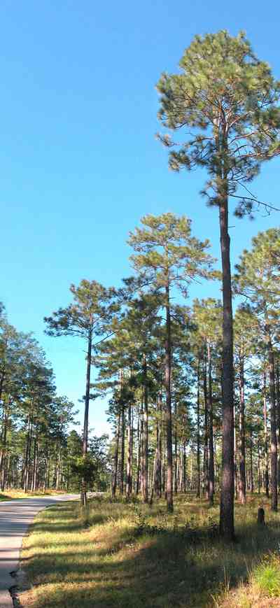 Blackwater-River-State-Park:-Pine-Forest_13.jpg:  pine forest, long leaf pines, forest, winding road, country road, bracken fern